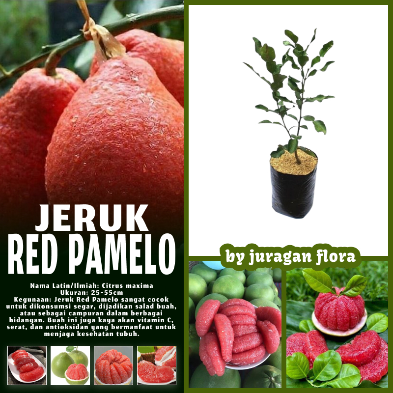 BIBIT TANAMAN JERUK RED PAMELO MANIS OKULASI CEPAT BERBUAH / TANAMAN JERUK RED PAMELO / POHON JERUK 