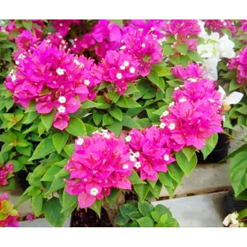 bugenvil berbunga Singapur merah