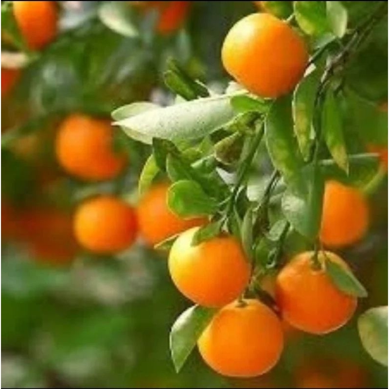 Bibit jeruk kimkit [ kondisi sudah berbuah ]