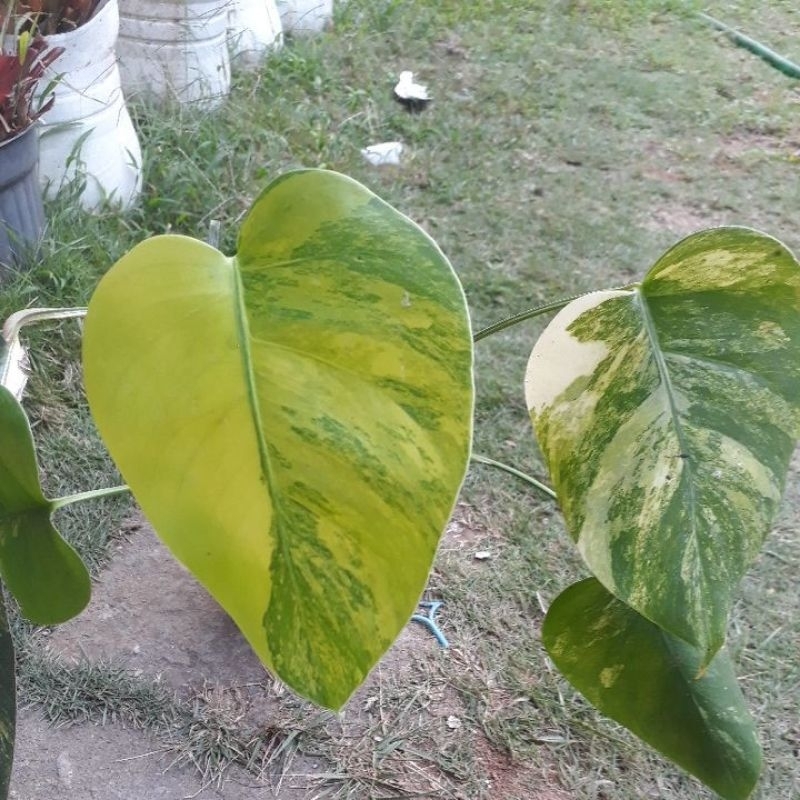 monstera marmorata