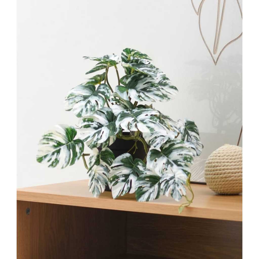 INFORMA TANAMAN ARTIFICIAL MONSTERA ALBINO L3// INFORMA TANAMAN HIAS// ARTIFICIAL MONSTERA