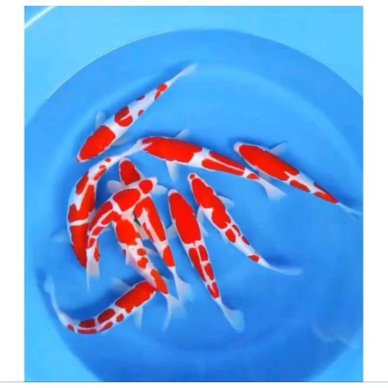 

KOHAKU KOI BERKUALITAS PAKET 6 EKOR