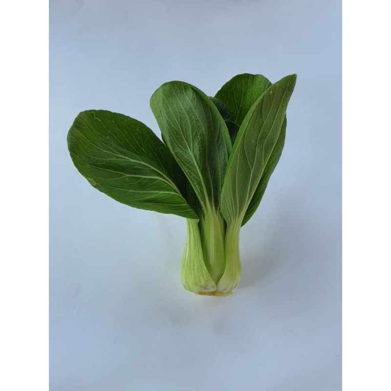 

Pakcoy Sawi Sendok Organik