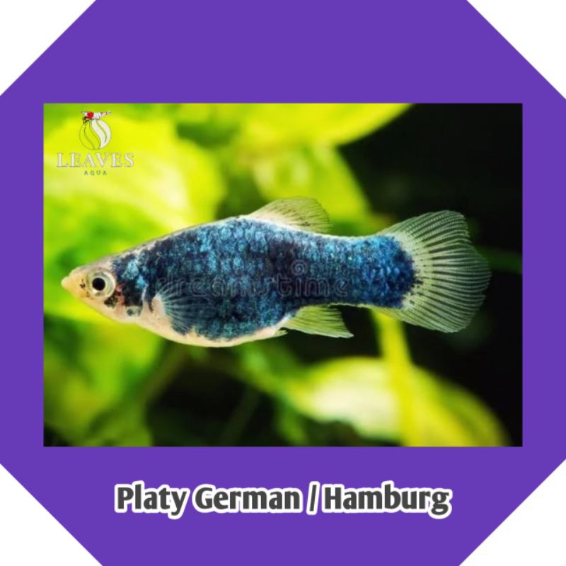 ikan platy german / hamburg