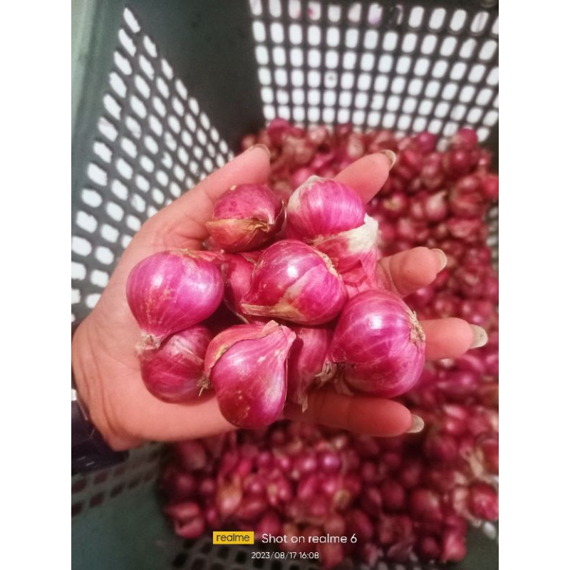 

bawang merah 5 kg tanggung