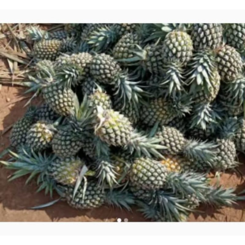 

NANAS ISI 2 (sangat cocok untuk rujak)