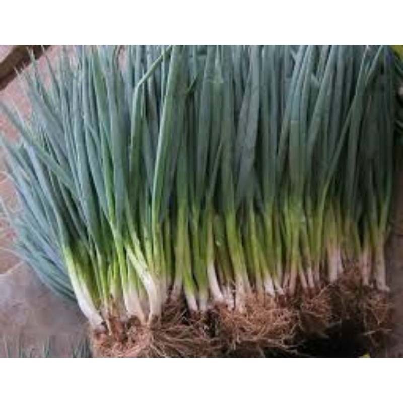 

bawang daun 1 kg frash