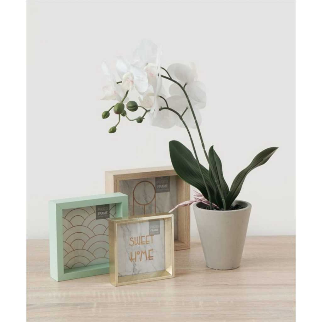 Tanaman Hias Anggrek INFORMA Bunga Hias Dekorasi Rumah cantik