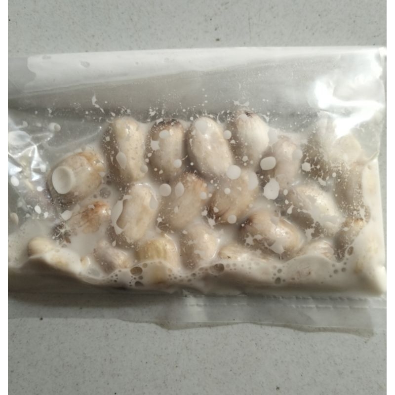 Umpan Biji Jarak Fermentasi 20Biji Siap Pakai