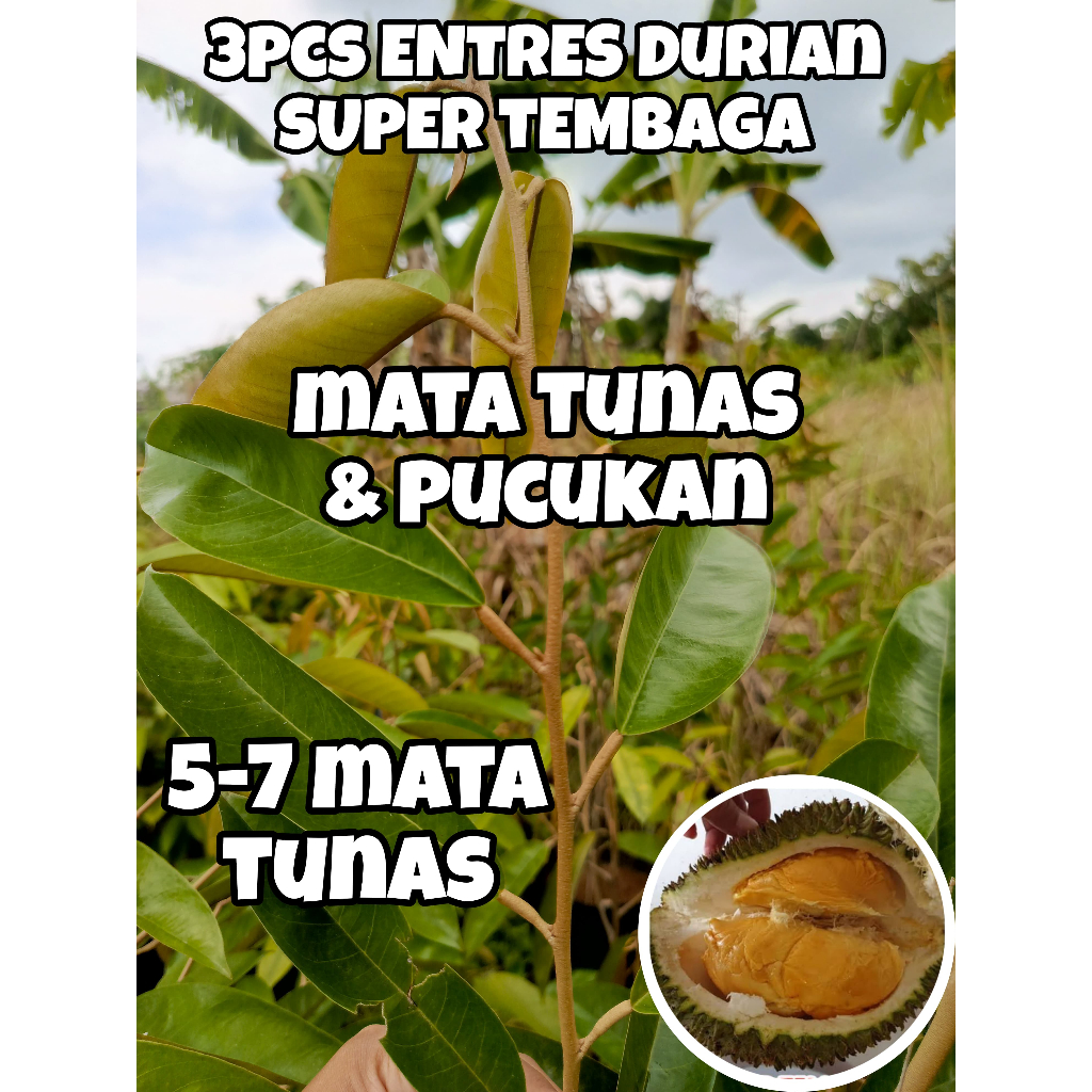 ENTRES DURIAN SUPER TEMBAGA ENTRES MATA TUNAS BERKUALITAS(3PCS)