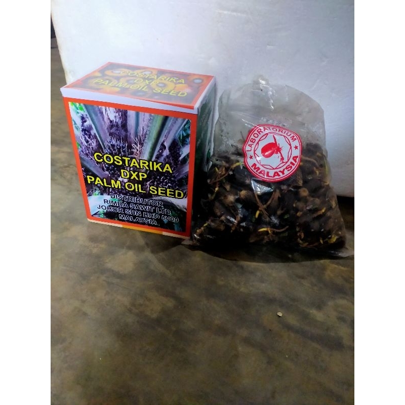 benih kecambah kelapa sawit costarica malaysia