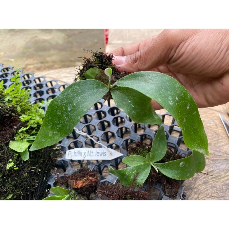 platycerium hilli x mt Lewis