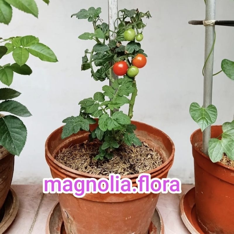 Tomat ceri / bibit tanaman hias bunga buah sayur mayur obat toga herbal