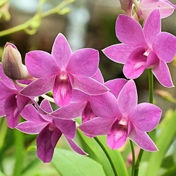 Anggrek Dendrobium Shavin White X Enobi