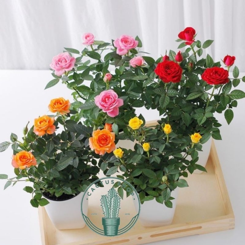 PROMO Tanaman Hias Bunga Mawar Rimbun Varian Warna Pohon Mawar Bunga Hias Mawar Asli Tanaman Hidup B