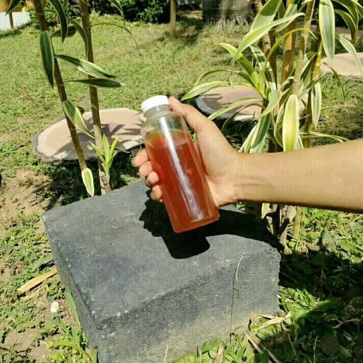 

asam jawa