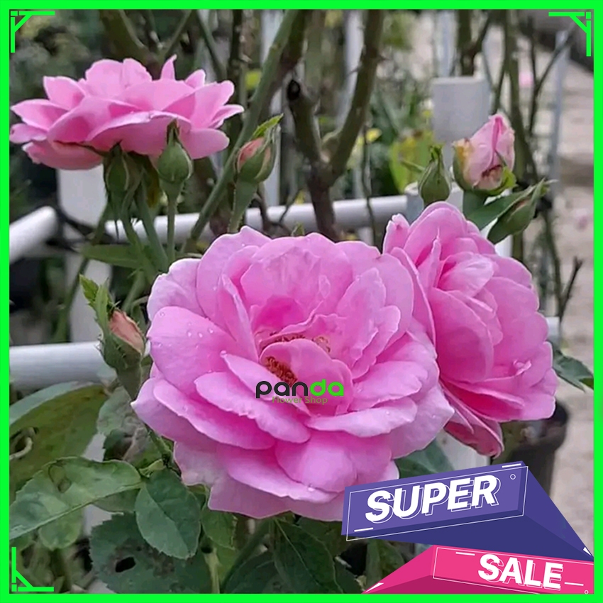 Mawar Import Damascena Wangi