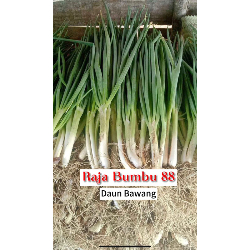 

DAUN BAWANG / DAUN SELEDRI 1pack