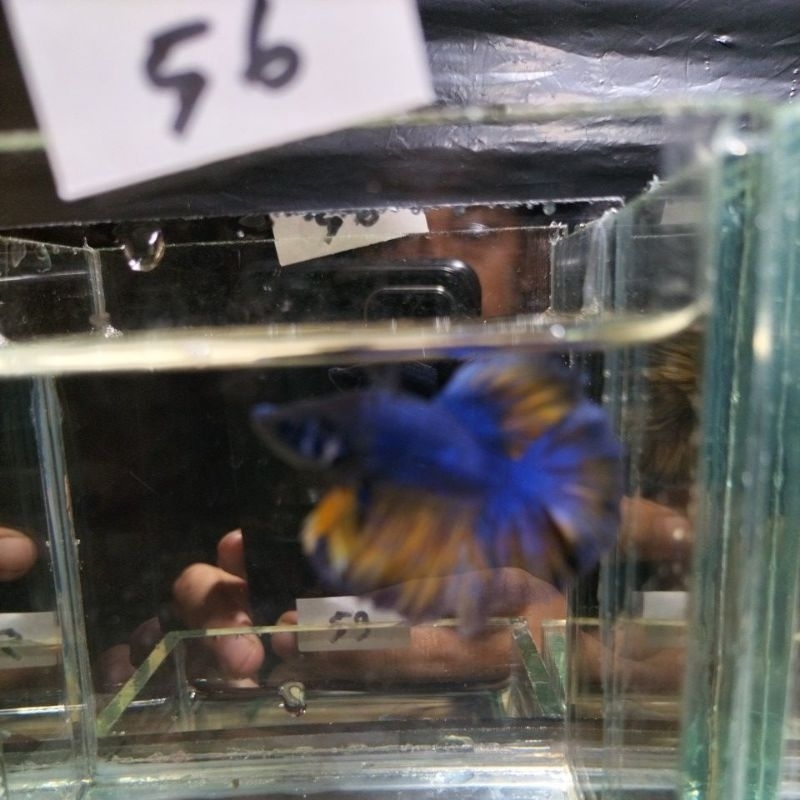 halfmoon king rosetail