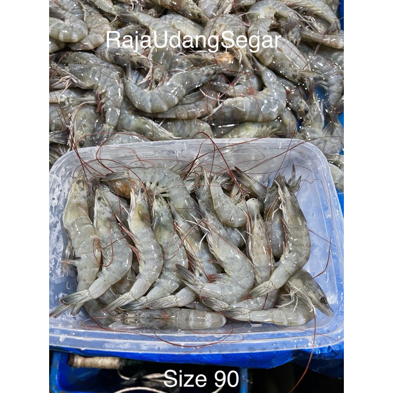 

Udang Vaname Segar Fresh 1kg Size 90 ekor / kg