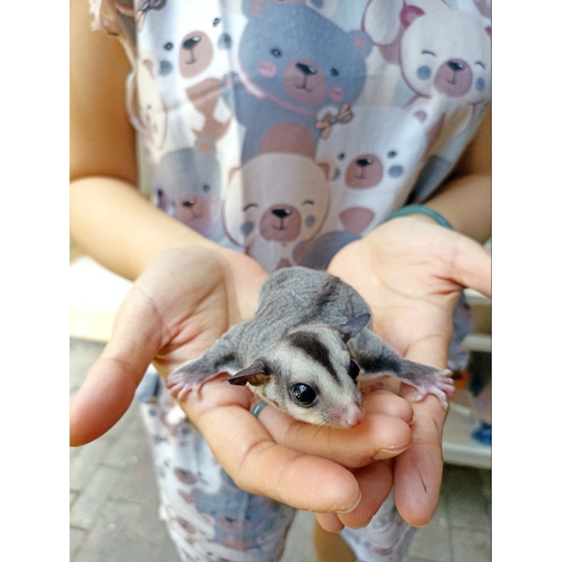 Sugarglider Joey grey