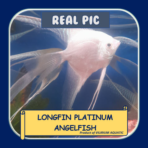 IKAN HIAS AIR TAWAR / IKAN AQUASCAPE - ANGELFISH PLATINUM SLAYER / MANFISH PLATINUM SLAYER