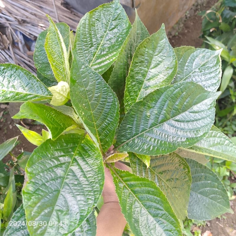 

Daun Pecah Beling segar 100% asli harga/250gram