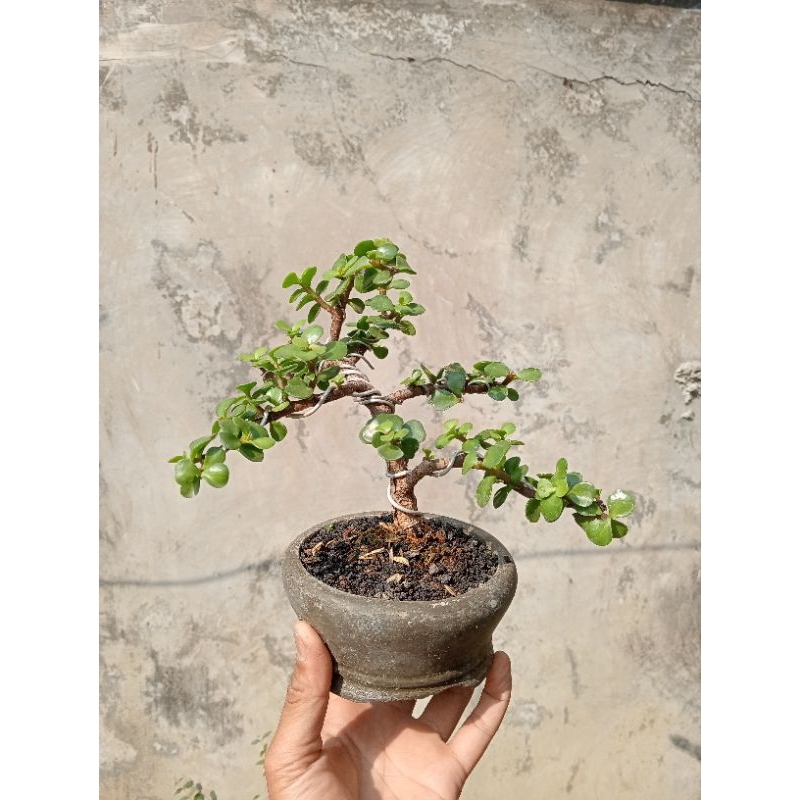 Bonsai Indoor / Bonsai Jade Plant / Bonsai Portulaca
