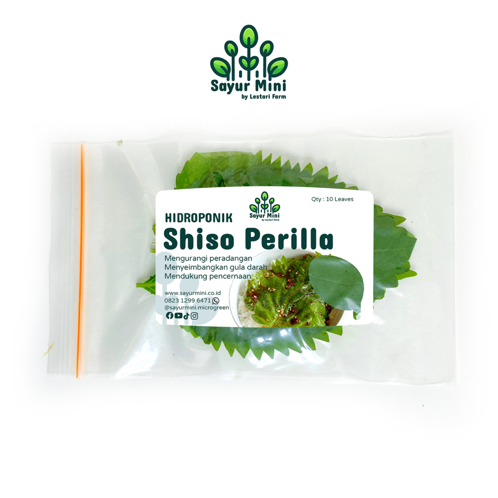 

SAYUR MINI Hidroponik Shiso Perilla / Ohba Jepang 10pcs - Fresh Cut - Hydroponics