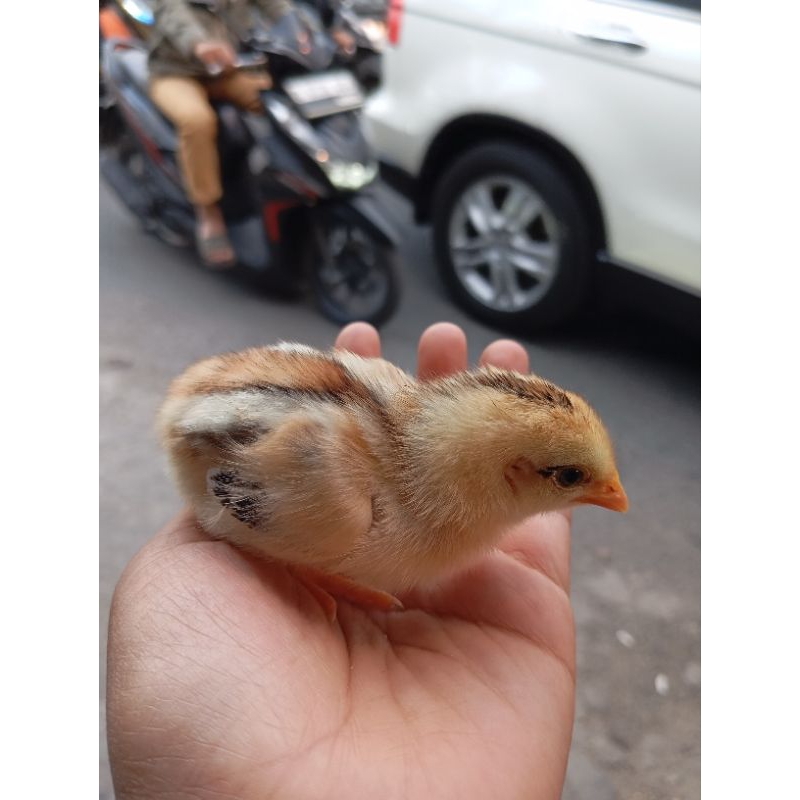 DOC AYAM KAMPUNG-  ANAK AYAM KAMPUNG - HANYA BANDUNG SAJA
