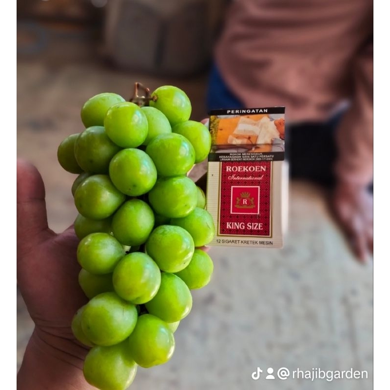 anggur import shine muscat korea