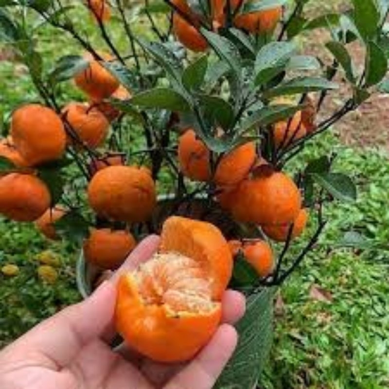

bibit jeruk Santang madu berbuah