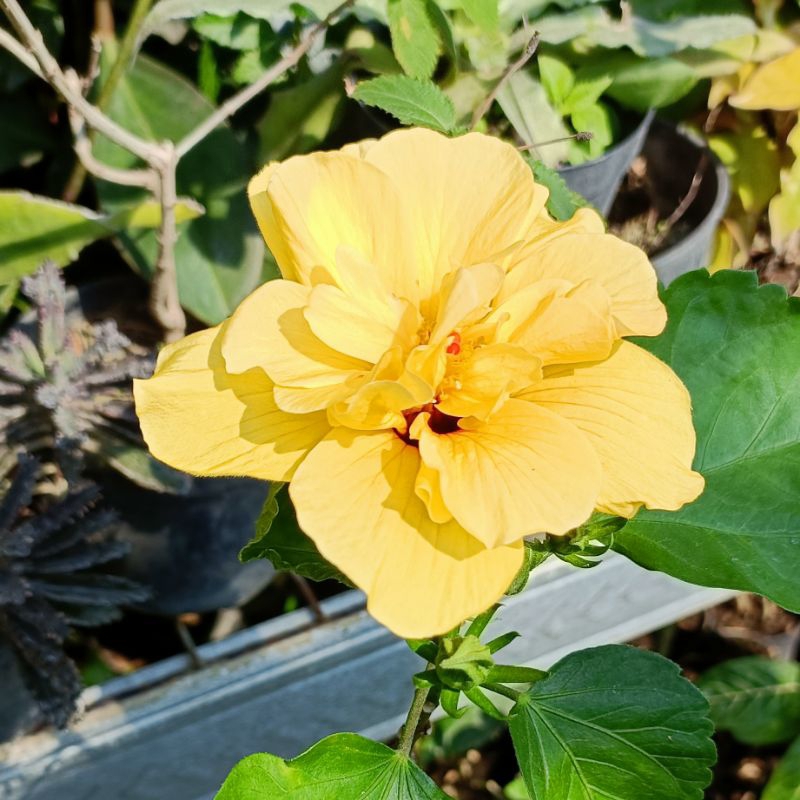 Kembang sepatu kuning tumpuk Hibiscus Kuning Tumpuk Murah