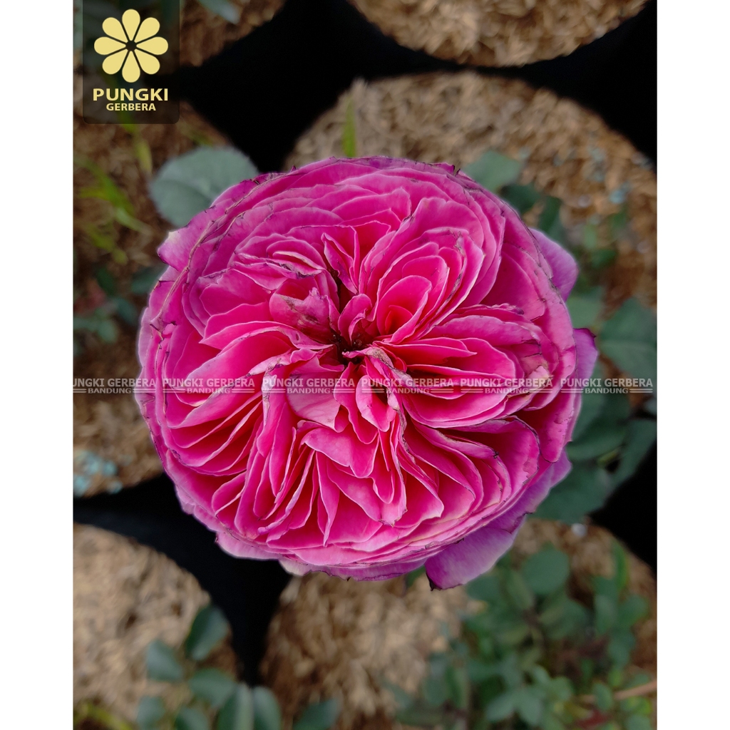 Tanaman Mawar Hidup Yuzen - Mawar Import - Mawar Jepang