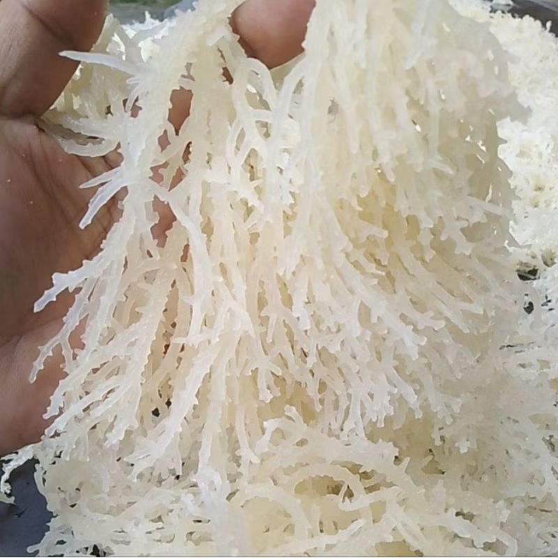 

rumput laut 500 gr kering 100% pasar samarinda