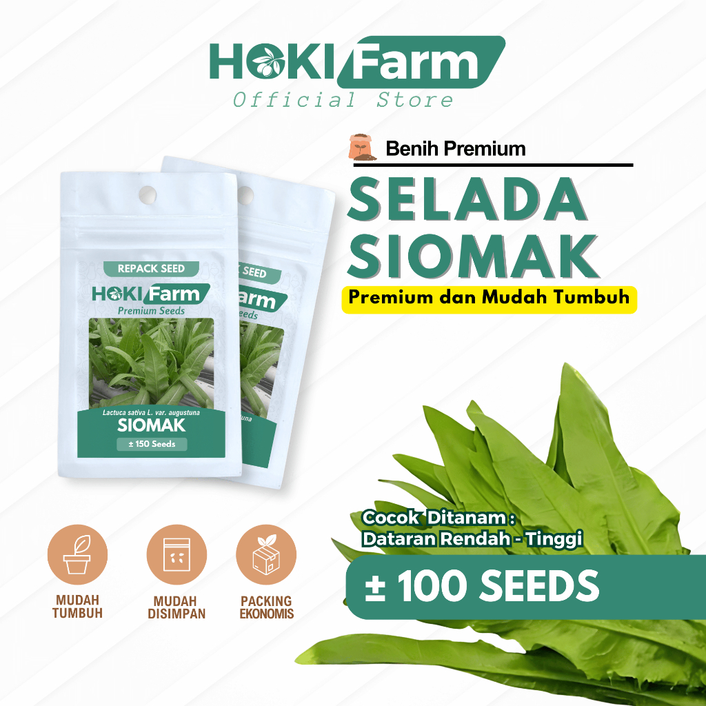 Benih Selada Siomak Unggul Bibit Sayur Sayuran