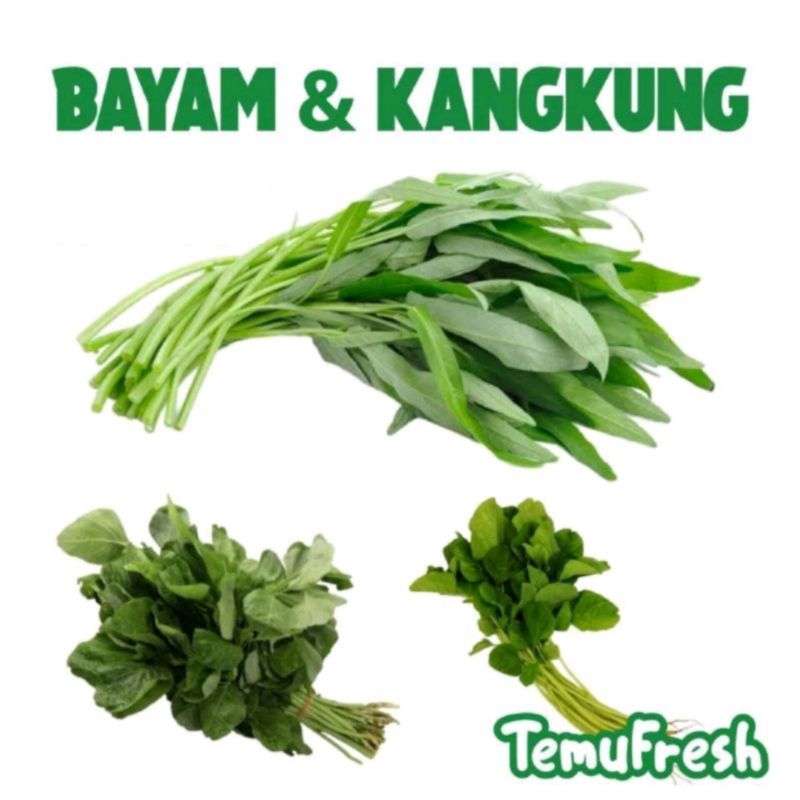 

SAYUR BAYAM & KANGKUNG HIJAU TEMUFRESH - Sayur Kangkung Bayam Cabut Bubut Daun Hijau Segar Sleman Jogja - TemuPawon