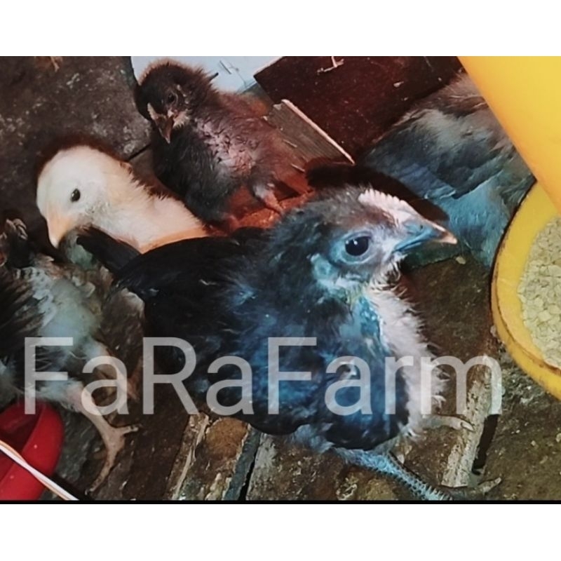 

Ayam Kuntara anakan