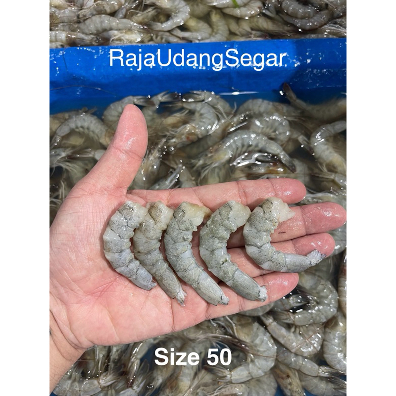 

Udang Kupas Segar Fresh Size 50 ekor / kg