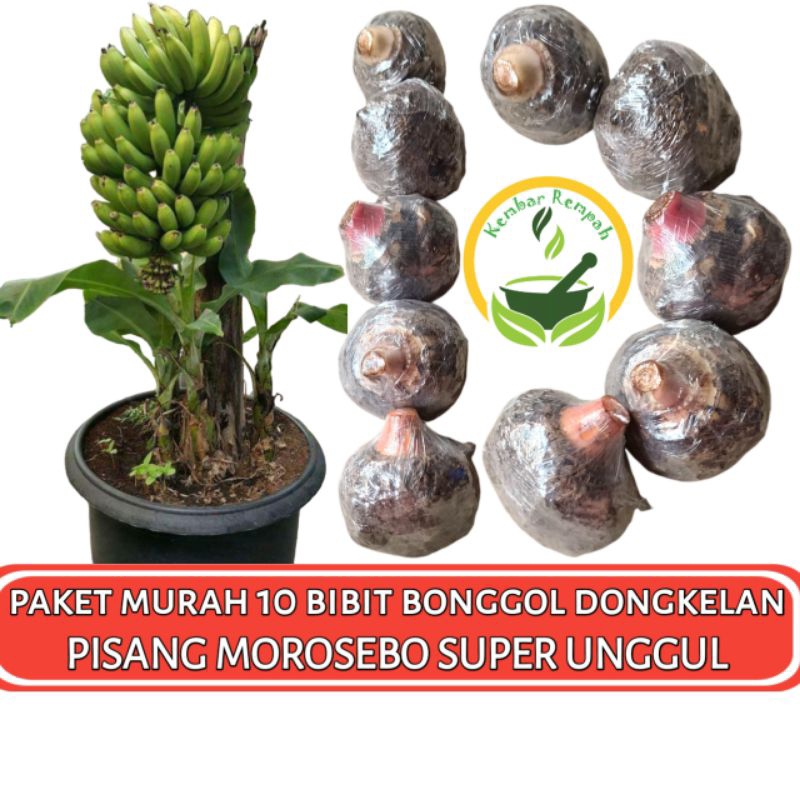 Paket Murah 10 Bibit Bonggol Pisang Morosebo Dongkelan Pohon Pisang Morosebo Super Original