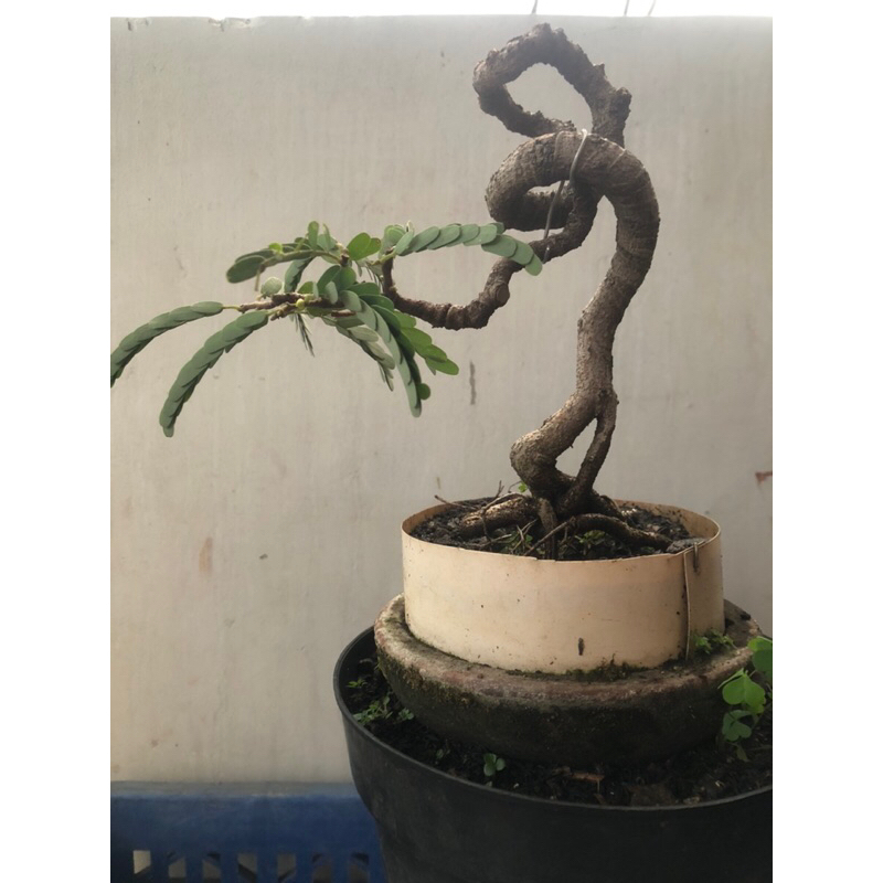 bonsai asem jawa meliuk