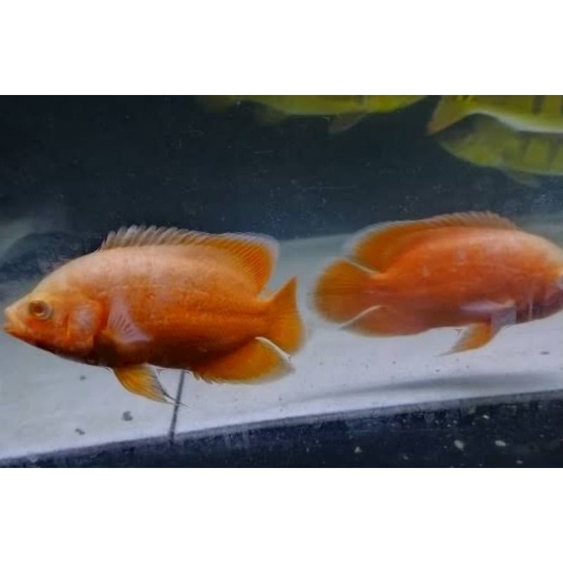 

KARDUS ISI OSCAR PARISALBINOPUNYA SIZE 5 CM