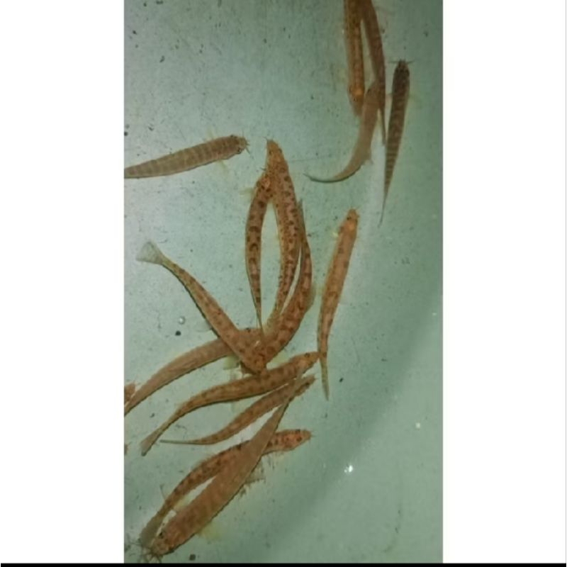 uceng/jeler/hiasan aquascape