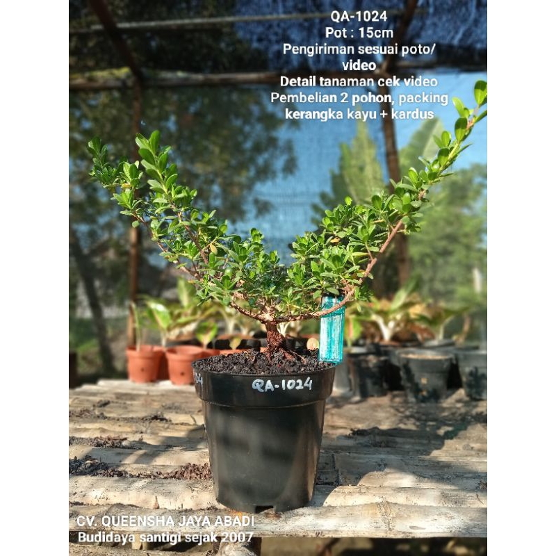 QA-1024, BAHAN BONSAI SANTIGI MAWAR SUPER  SEMAI BIJI