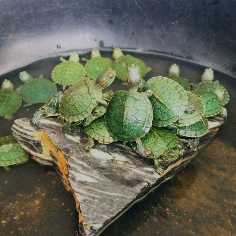 

Kardus isiKURA BRASIL size4cm