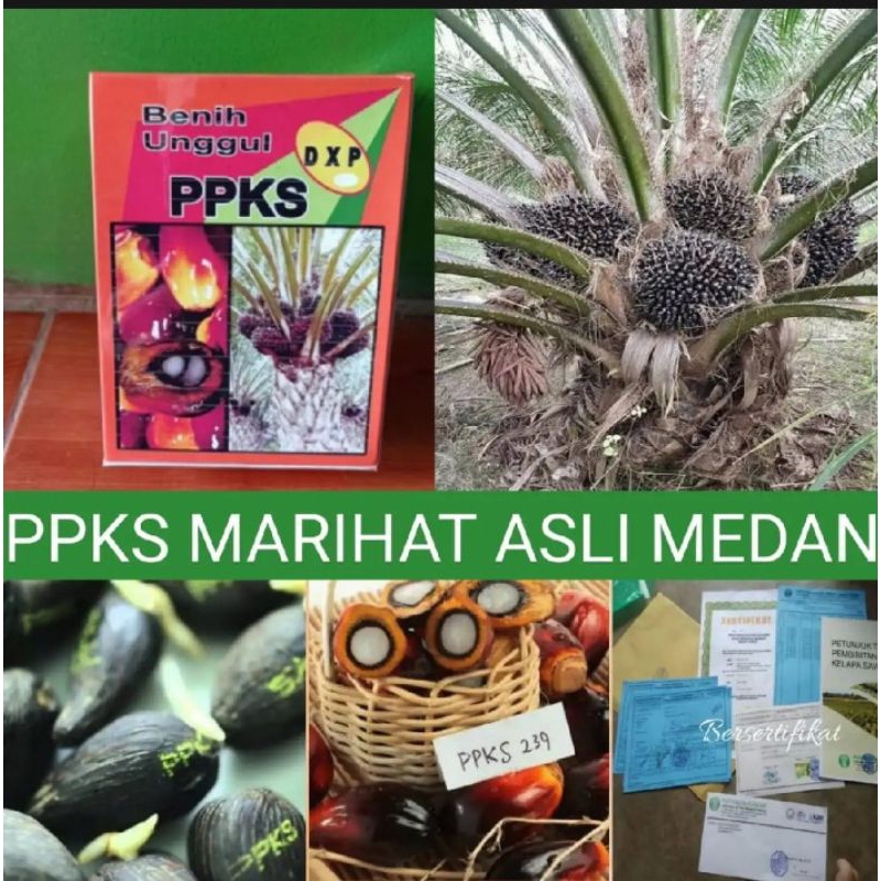 Benih sawit original PPKS marihat asli Medan bersertifikat