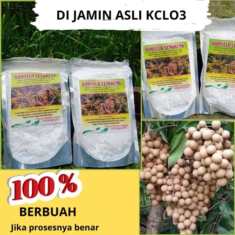 Boster Lengkeng, Booster Pupuk Kelengkeng, Pupuk Pembuahan Kelengkeng