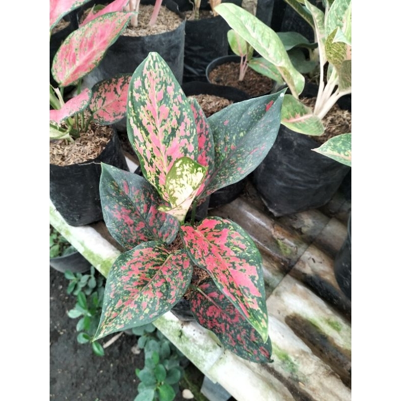 aglaonema red venus