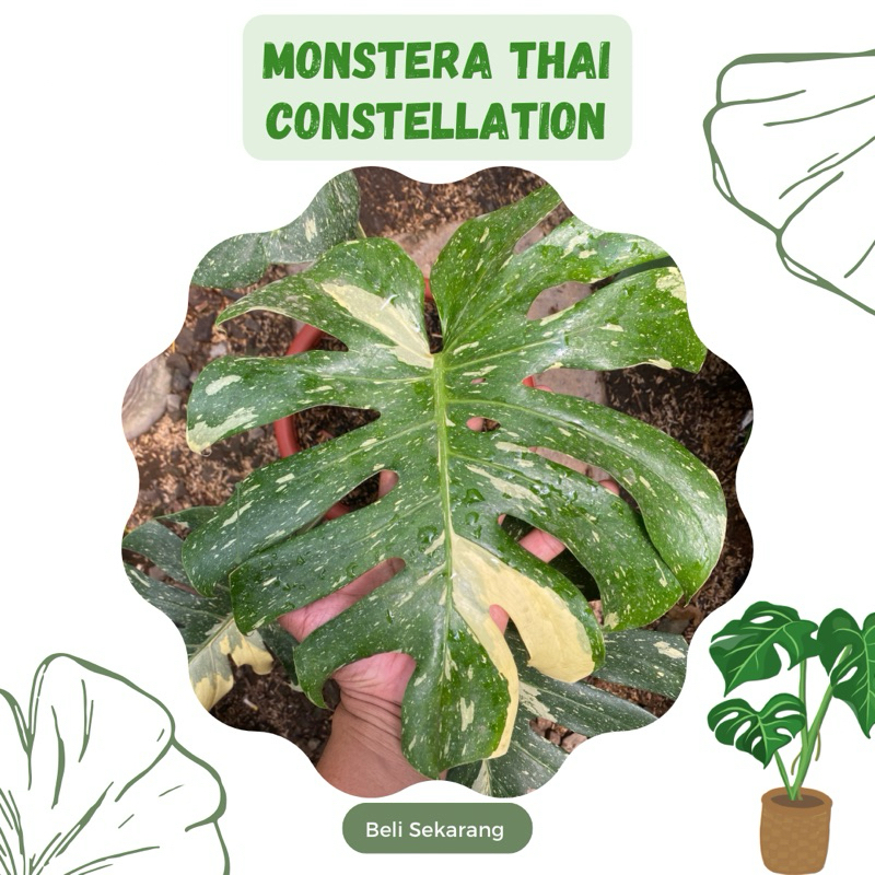 Montstera Thai Constellation / Monthai Variegata