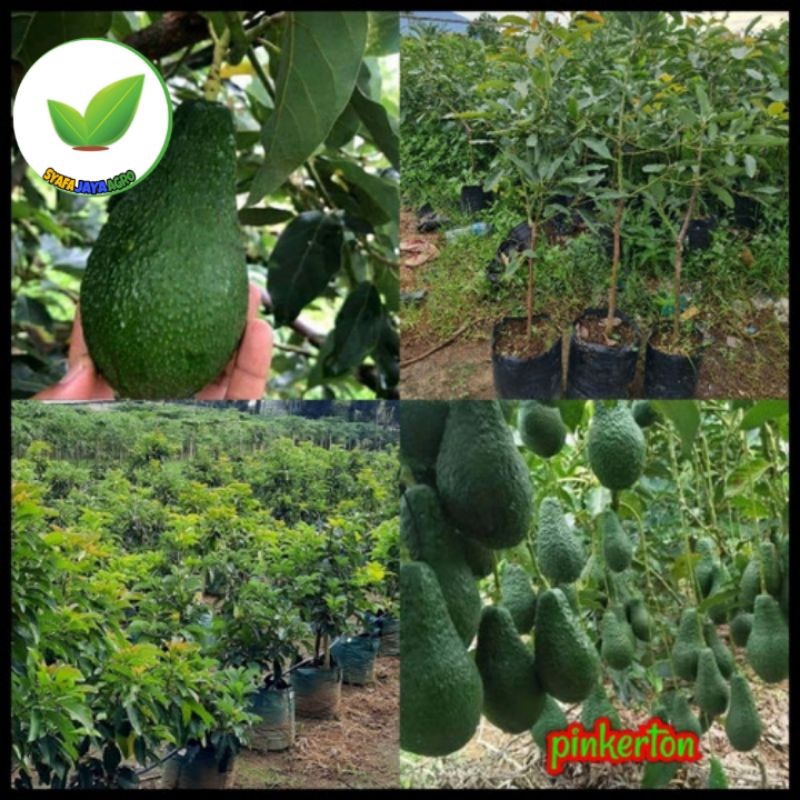 Bibit alpukat PINK KERTON Tanaman buah hasil okulasi tabulampot cepat berbuah